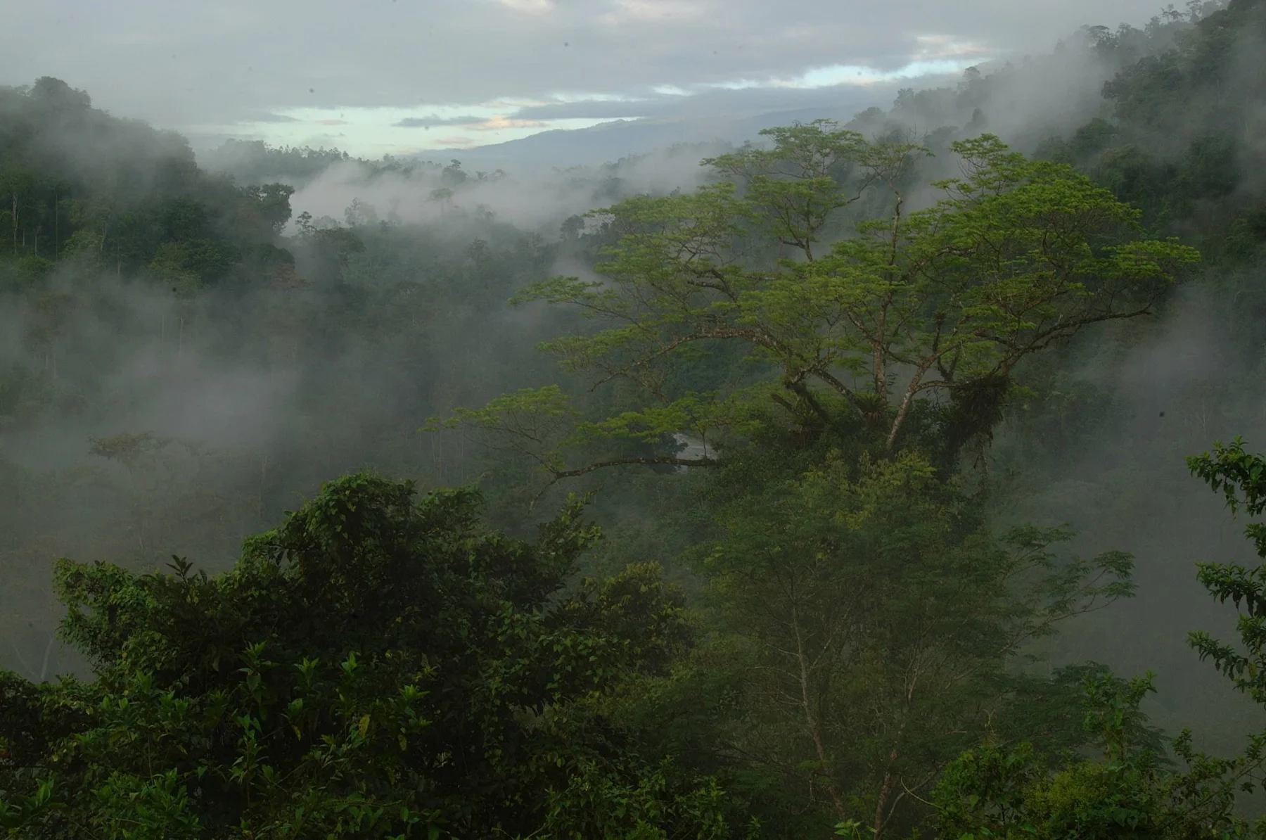 Bosque y volcanes en pareja